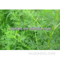 Atención médica antiviral Artemisia Annua extracto